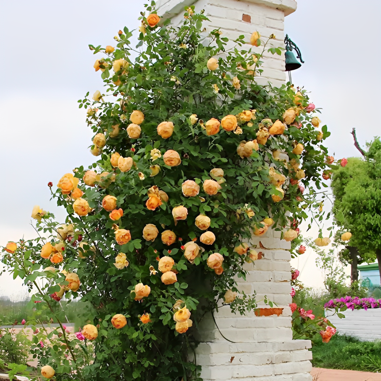 Roseira Trepadeira Sementes de Flores de Rosa