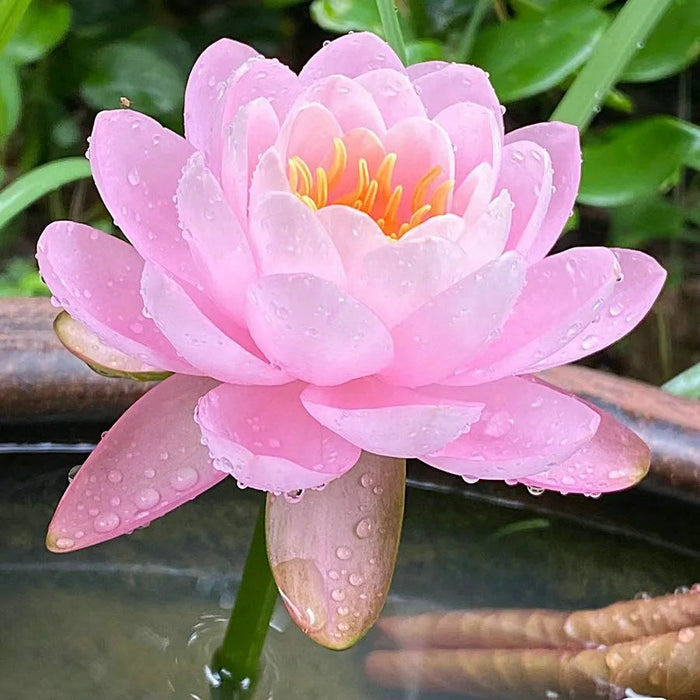 Flor de Lótus Bonsai - 🌸 A Sagrada (Compre 1 Leve 2)