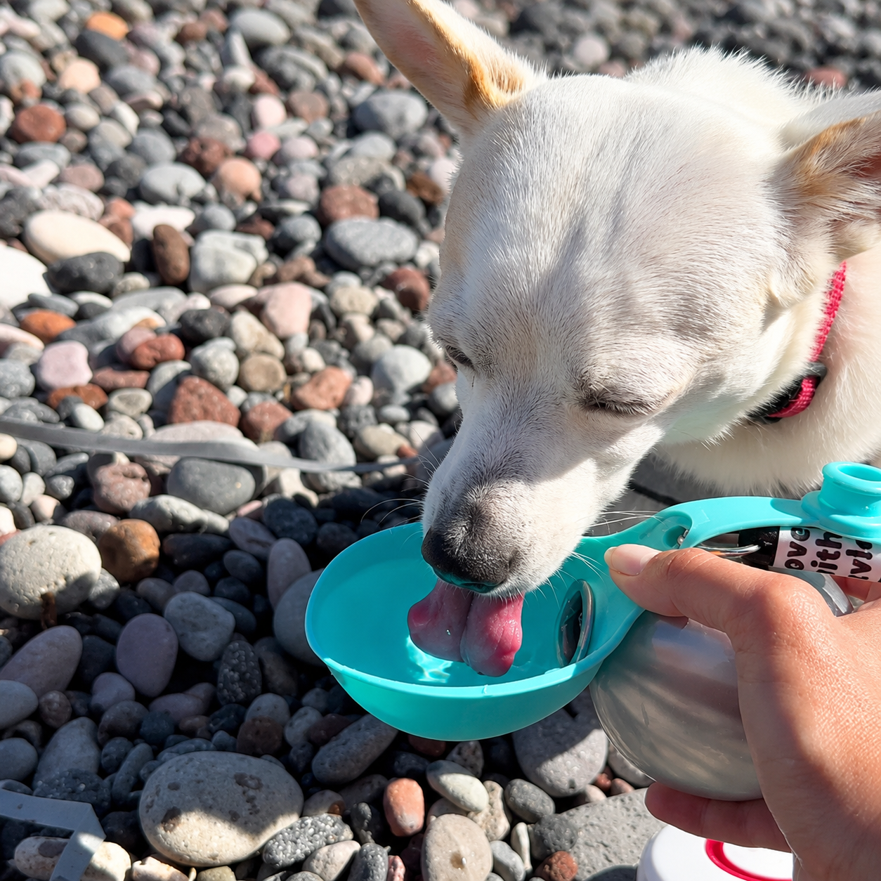 Garrafa de água para cães WagFlask™ em aço inoxidável com tigela integrada e cordão de segurança